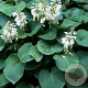 Hosta 'Elegans' GM P9