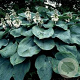 Hosta 'Elegans' GM P9