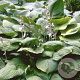 Hosta sieboldiana GM P9