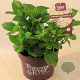 Hydrangea m. Forever & Ever White 30-40 cm 5,0L
