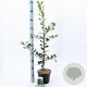 Ilex aq. 'J.C. van Tol' 40-60 cm 3,0L