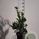 Ilex aq. 'J.C. van Tol' 40-60 cm 3,0L