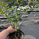 Ilex aq. 'J.C. van Tol' 40-60 cm 3,0L