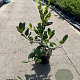 Ilex aq. 'J.C. van Tol' 40-60 cm 3,0L