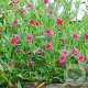 Jasminum beesianum 100-125 cm 10L