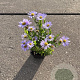 Kalimeris incisa 'Blue Star' GM P9