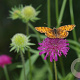 Knautia macedonica GM P9
