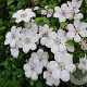 Clematis 'Jan Pawel II' 80 cm rozenpot 2L