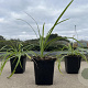 Liriope muscari 'Monroe White' 10-20 cm P9