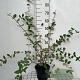 Lonicera caerulea 60-80 cm 3,0L