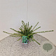 Lonicera nit. 'Elegant' 30-40 cm C1.5