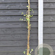 Lonicera periclymenum 150-175 cm vierkant rond 5,5L