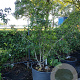 Mespilus germanica 200-250 cm cont. 90L meerstammig