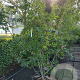 Mespilus germanica 200-250 cm cont. 90L meerstammig