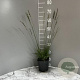 Molinia caerulea 'Moorhexe' GM 2,0L