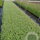 Nepeta faassenii GM P9