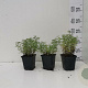 Nepeta faassenii GM P9
