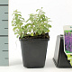 Nepeta faassenii GM P9