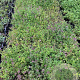 Origanum vulgare GM P9