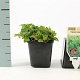 Origanum vulgare GM P9