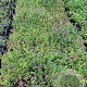 Origanum vulgare GM P9