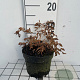 Osmunda regalis GM 2,0L
