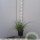 Pennisetum al. 'Hameln' 30-40 cm 2,0L