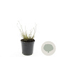 Pennisetum al. 'Little Bunny' GM C1.3