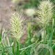 Pennisetum al. 'Little Bunny' GM P9