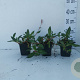 Persicaria aff. 'Superba' GM P9