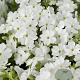 Phlox (S) 'Maischnee' GM P9