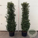 Prunus l. 'Angustifolia' 175-200 cm 30L