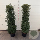 Prunus l. 'Angustifolia' 175-200 cm 30L