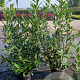 Prunus l. 'Caucasica' 125-150 cm 15L