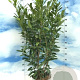 Prunus l. 'Caucasica' 125-150 cm 15L