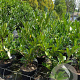 Prunus l. 'Otto Luyken' 30-40 cm 3,0L
