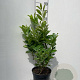 Prunus I. 'Rotundifolia' 80-100 cm 7,5L
