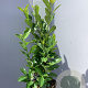 Prunus I. 'Rotundifolia' 80-100 cm 7,5L