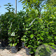Prunus l. Genolia 80-100 cm 6,5L