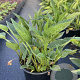 Rudbeckia f. 'Goldsturm' GM 2,0L