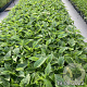 Rudbeckia f. 'Goldsturm' GM 2,0L