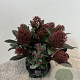 Skimmia j. 'Rubella' 30-35 cm 5,0L