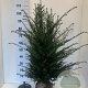 Taxus baccata 80-100 cm met kluit