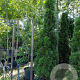 Thuja occ. 'Smaragd' 200-225 cm 30L