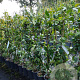 Trachelospermum jasminoides 80-100 cm 2,0L