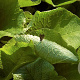 Trachystemon orientalis GM P9
