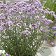Verbena bon. 'Lollipop' GM P9