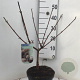 Viburnum carlcephalum 50-60 cm 5,0L