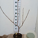 Viburnum carlcephalum 50-60 cm 5,0L