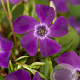 Vinca minor 'Atropurpurea' GM P9